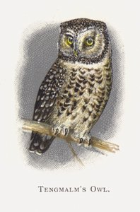 Tengmalm